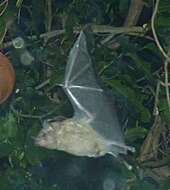 Image of Long-tongued Bats.