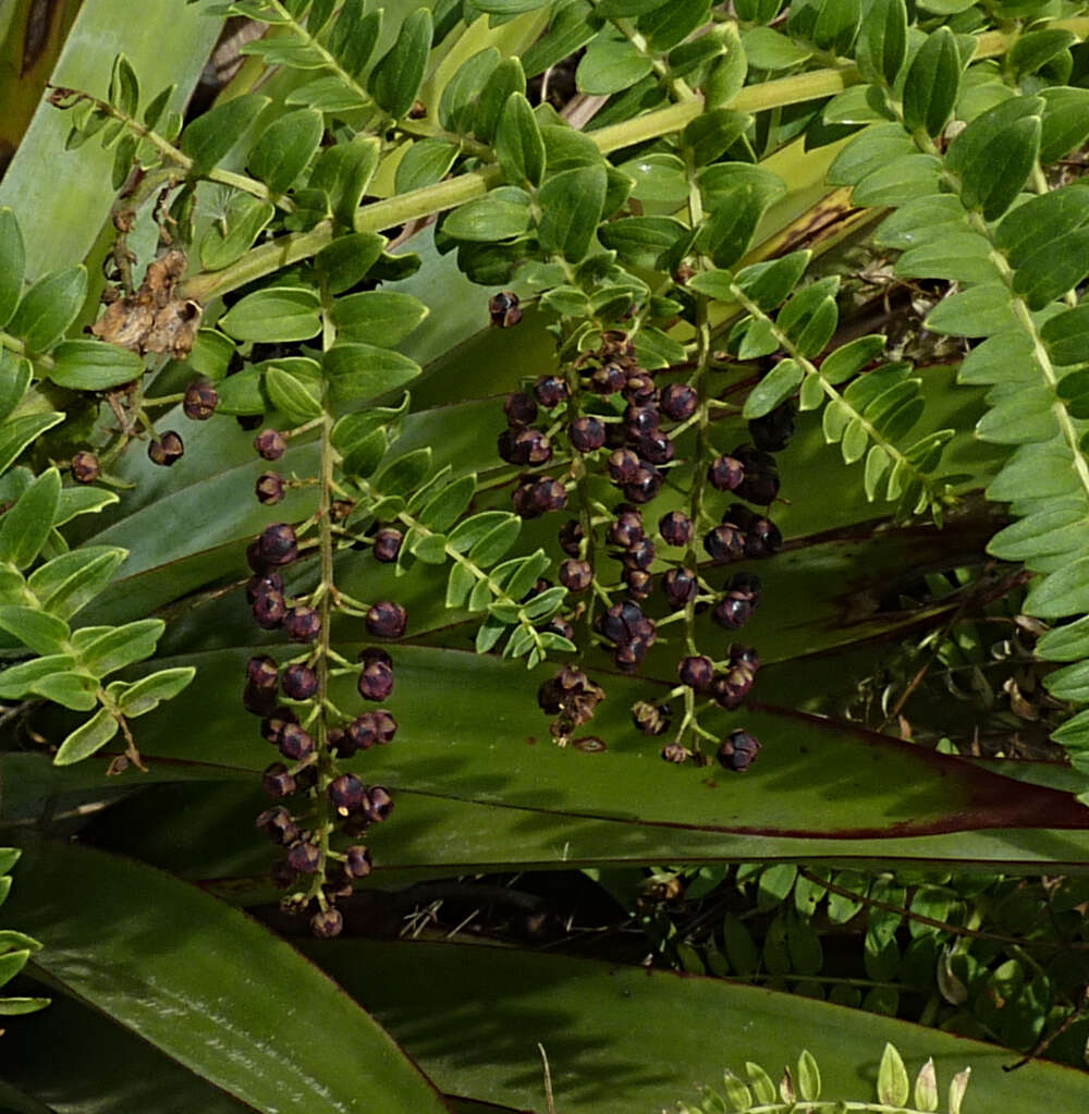 Image of Coriaria ruscifolia L.