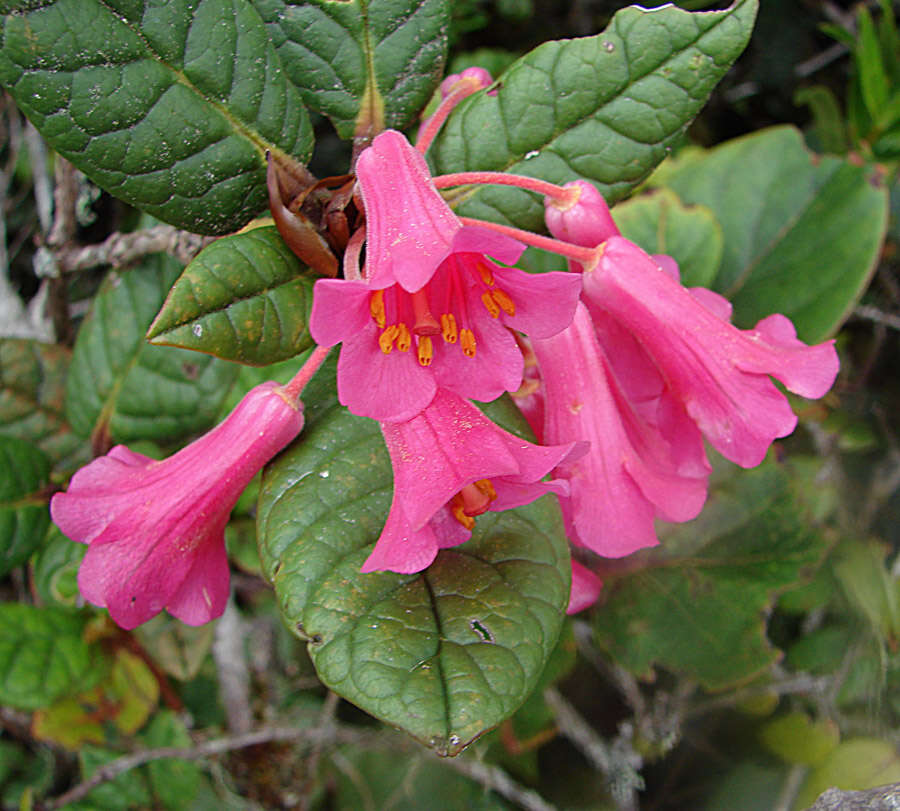 صورة Rhododendron rugosum Low ex Hook. fil.