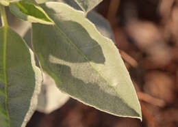 Image of sky-blue lupine