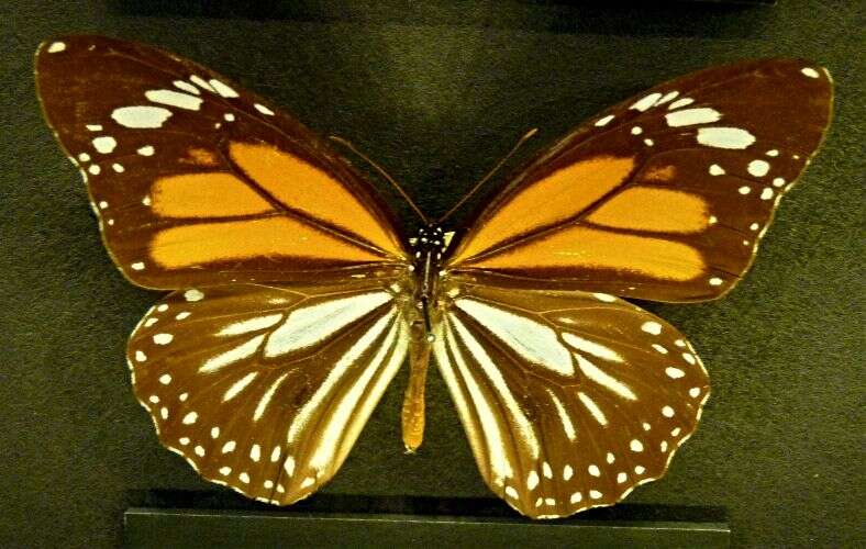 Plancia ëd Danaus (Anosia) melanippus Cramer 1777