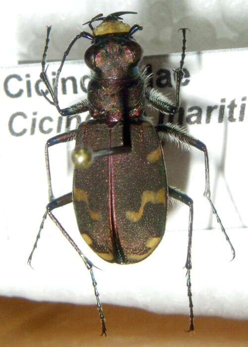 Image of Dune tiger beetle