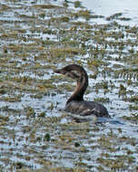 Image of Pied-billed Grebe