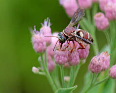 Triepeolus rufithorax Graenicher 1928 resmi