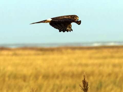Image of Northern Harrier
