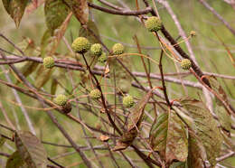 Image of common buttonbush