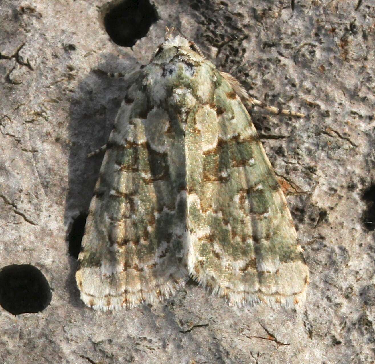 Image of Cryphia muralis Forster 1771