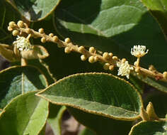 Imagem de Croton wagneri Müll. Arg.