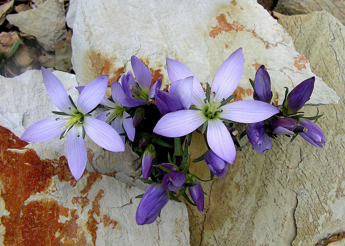 Image of Gentianella multicaulis (Gillies ex Griseb.) Fabris