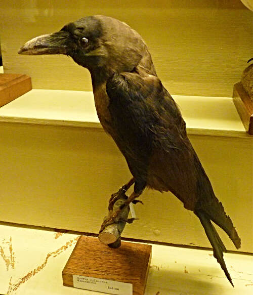 Image of House Crow