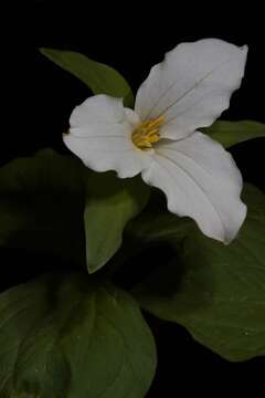 Imagem de Trillium grandiflorum (Michx.) Salisb.