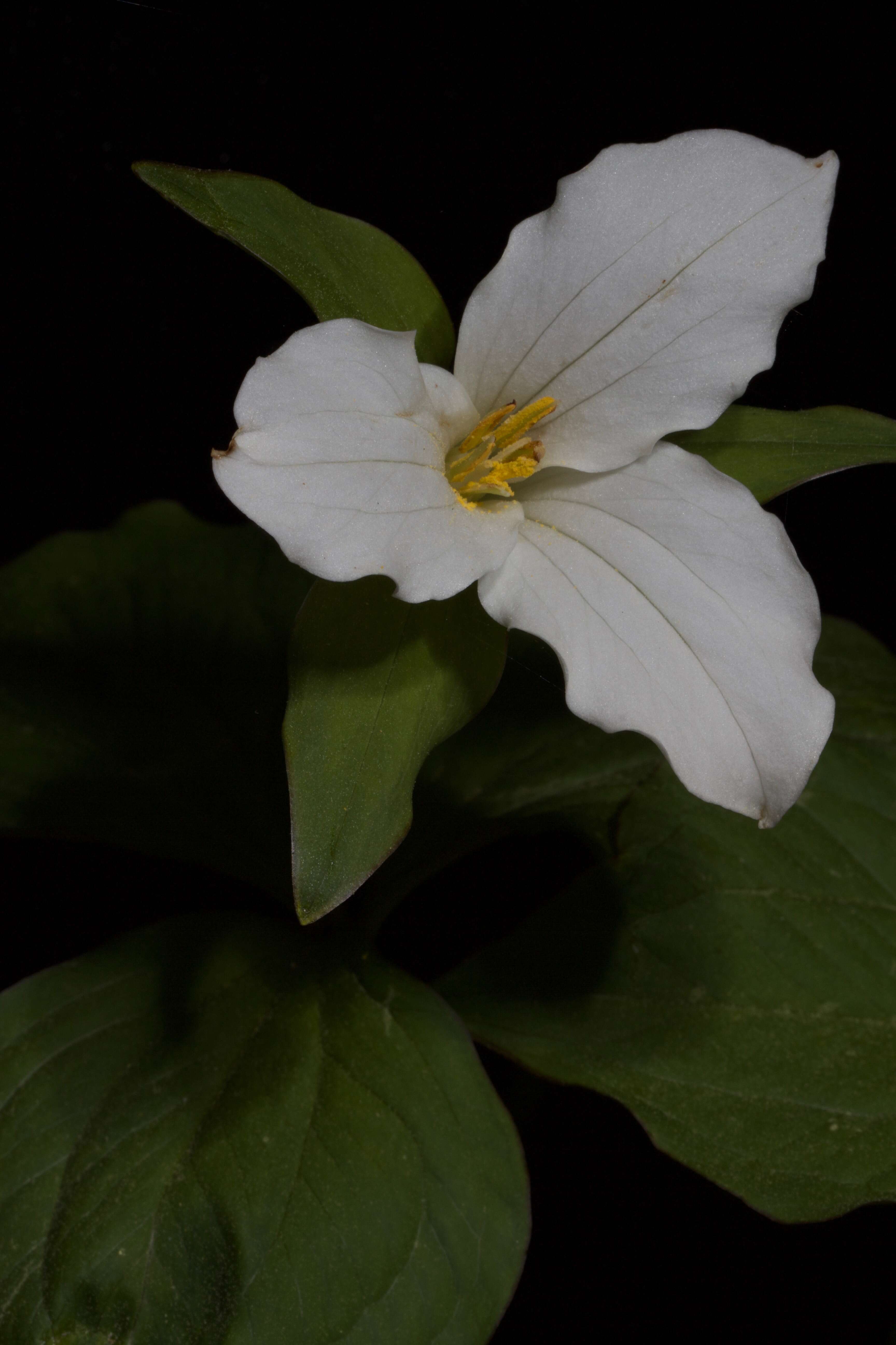 Image of White trillium