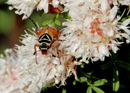 Image of Delta Flower Scarab