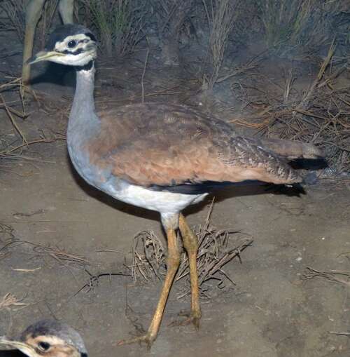 Image of White-bellied Bustard