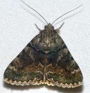 Image of oak yellow underwing