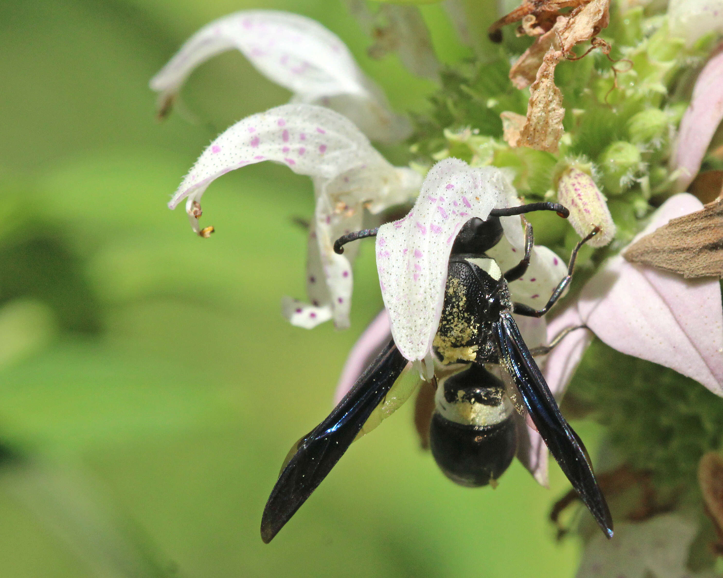 Image of Four-toothed Mason Wasp