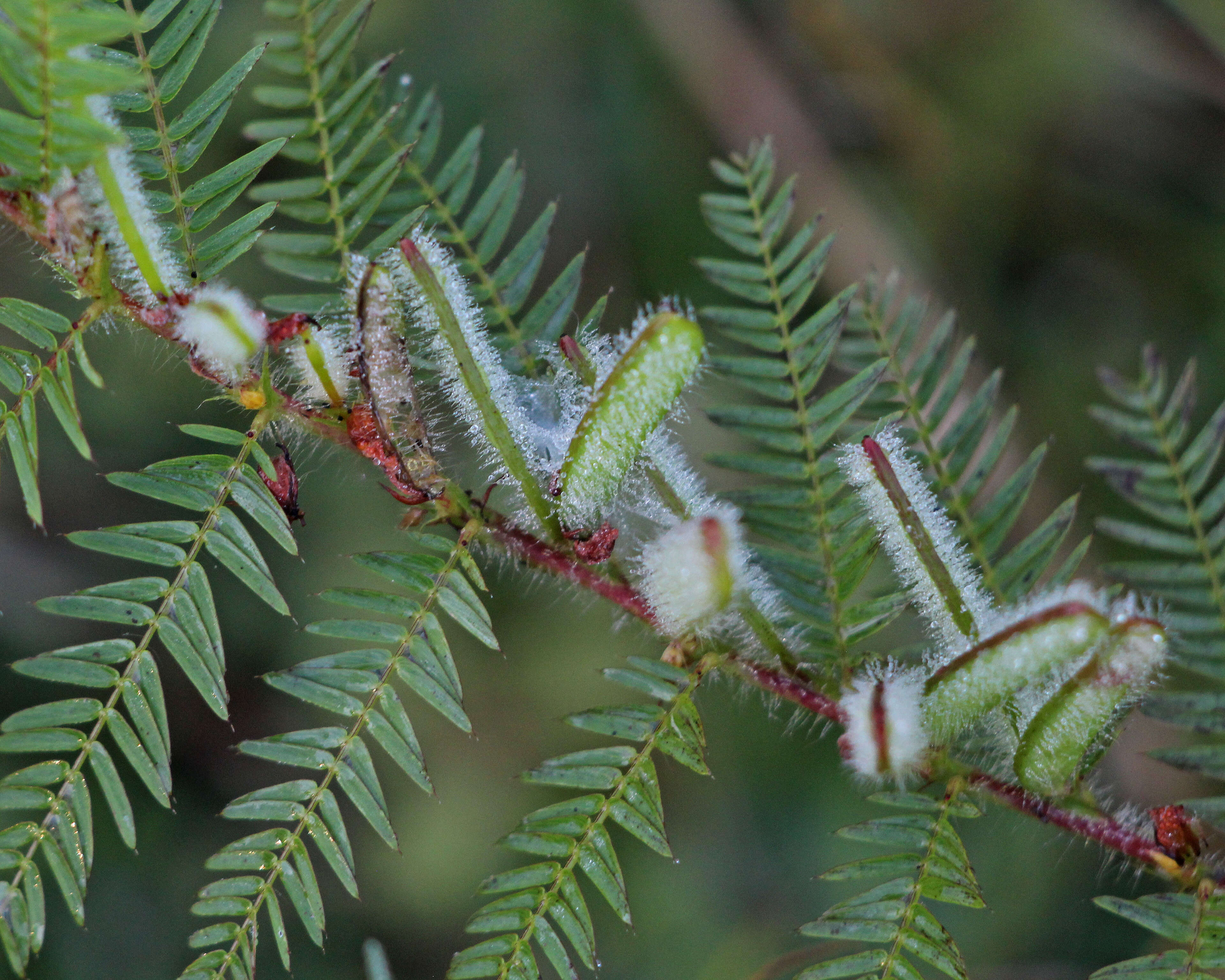 Image de Chamaecrista nictitans (L.) Moench