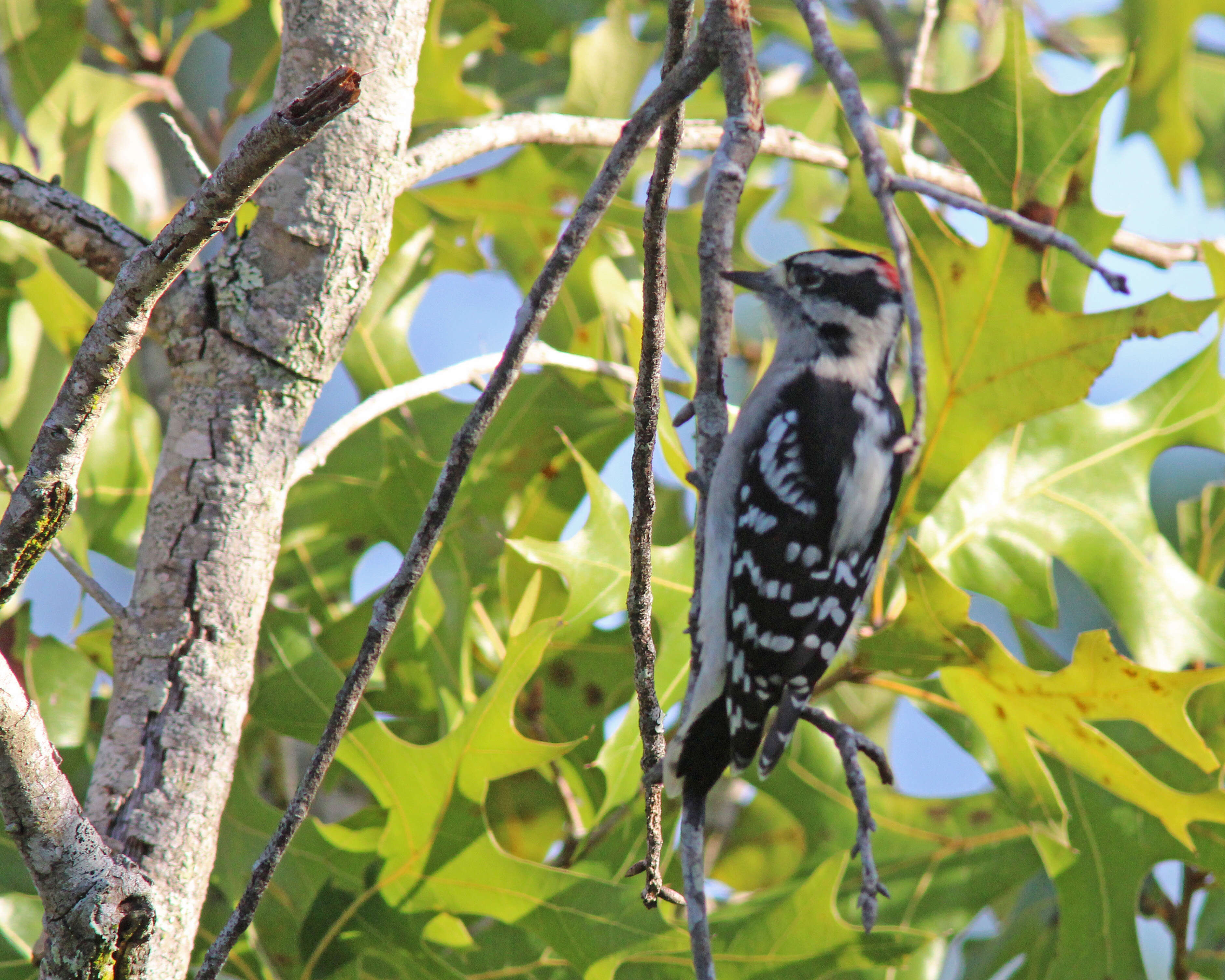 Image of Downy Woodpecker