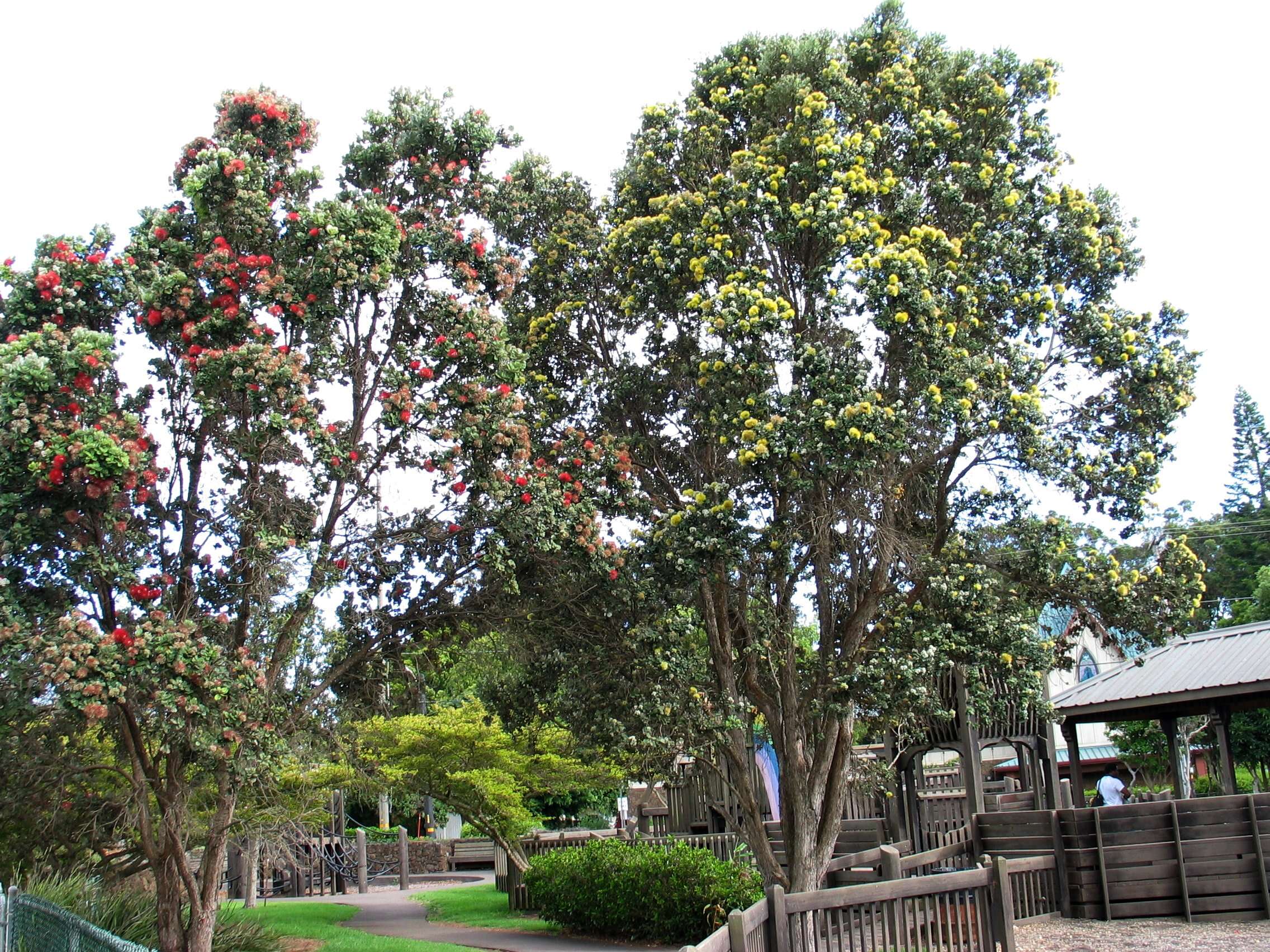 Image of 'ohi'a lehua