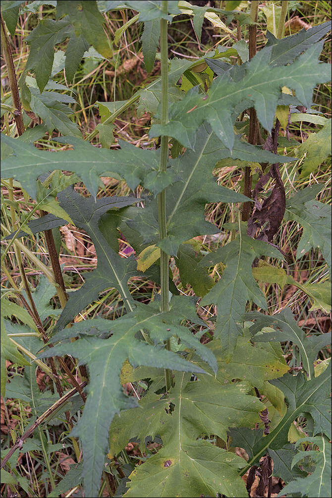 Image of tall globethistle