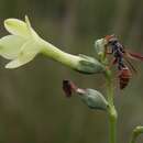 Image of Irlbachia breviflora (Benth.) Struwe