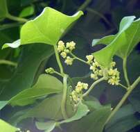 Image of queen coralbead