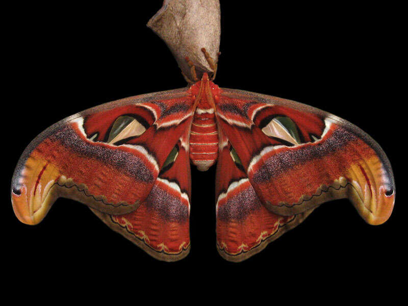 Image of atlas moth