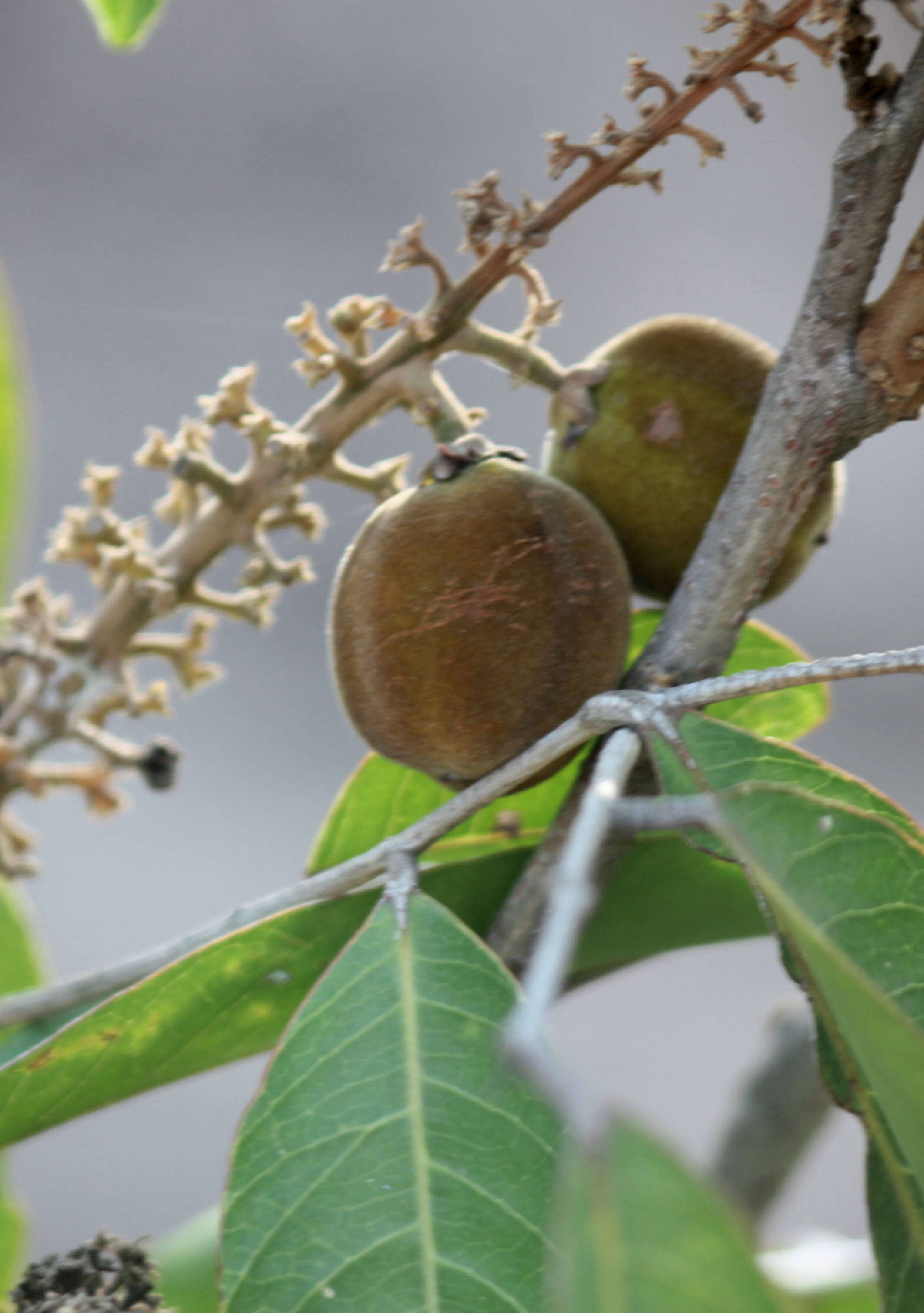 Image of Lepisanthes tetraphylla (Vahl) Radlk.