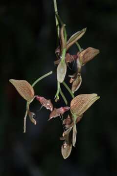 Image of Gongora bufonia Lindl.