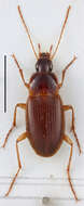 Image de Calathus (Neocalathus) vicenteorum Schatzmayr 1937