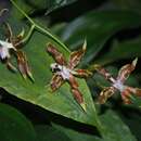 Plancia ëd Oncidium cristatellum Garay