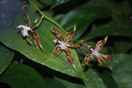 Image of Oncidium cristatellum Garay