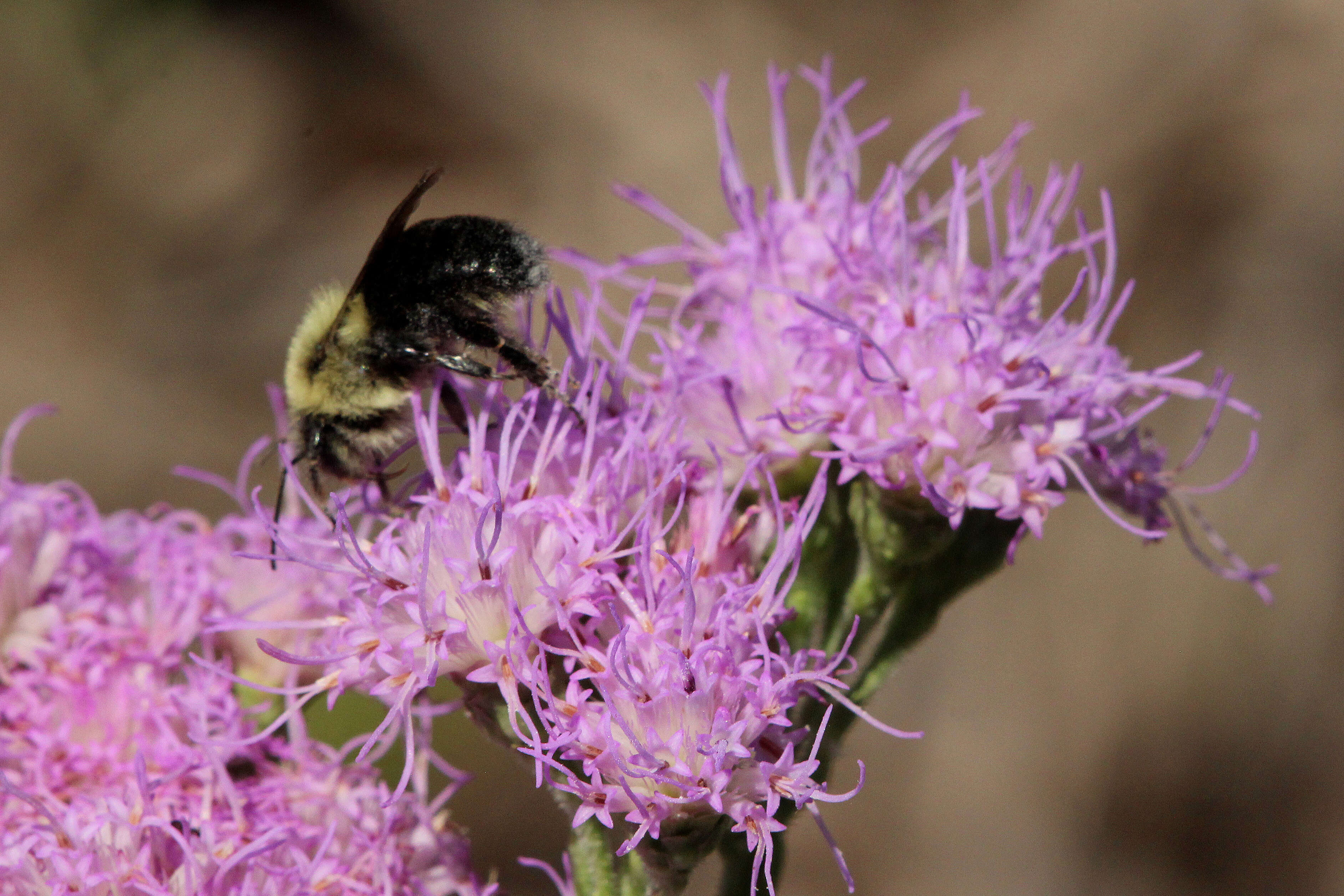 Image of Common Eastern Bumblebee