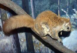 Image of Carolina Flying Squirrel