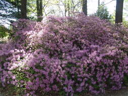 Plancia ëd Rhododendron macrosepalum Maxim.