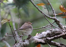 Image of Swainson's Thrush