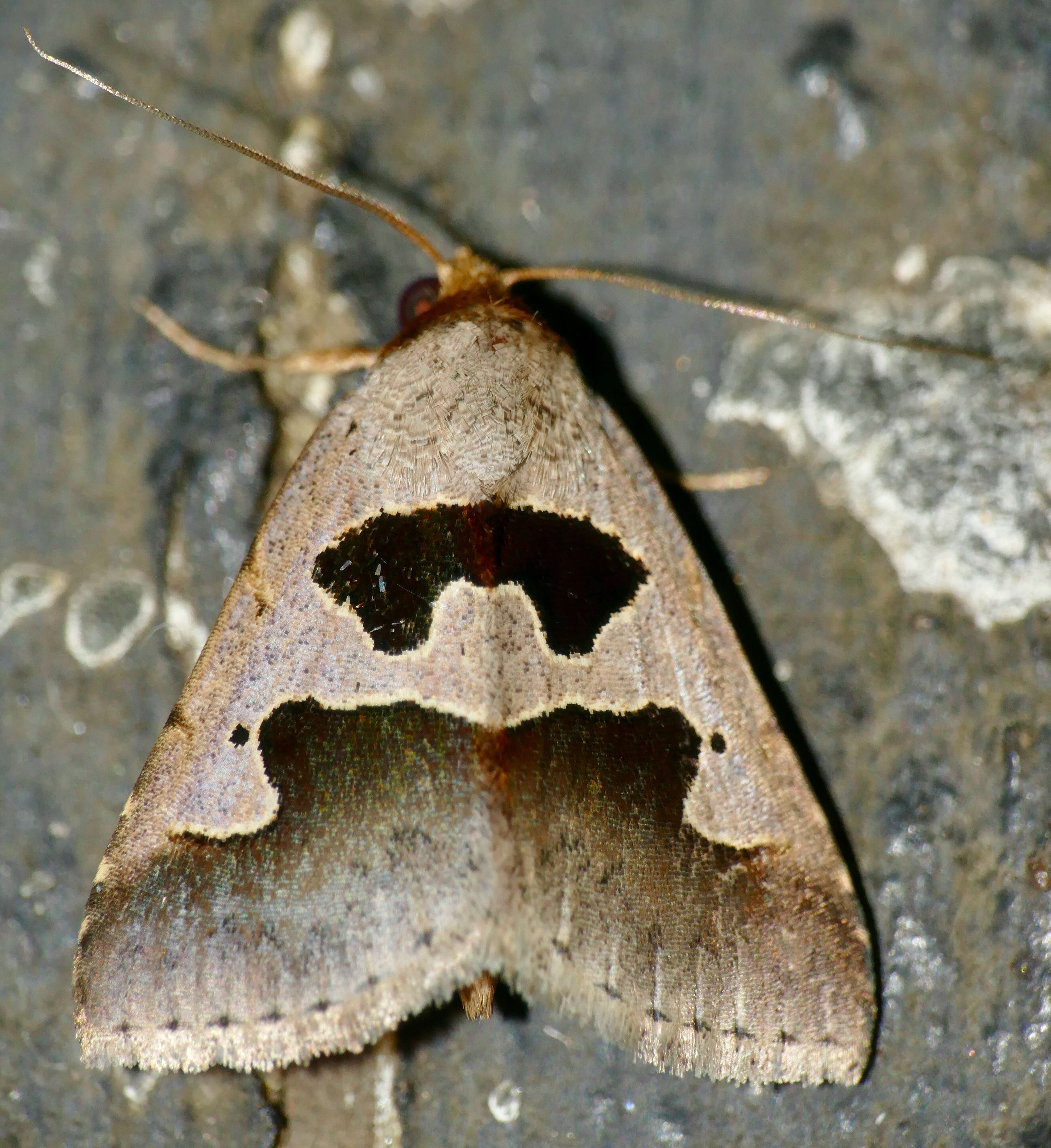 Image of Anoba atripuncta Hampson 1902