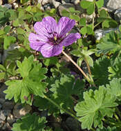 Image of ashy cranesbill