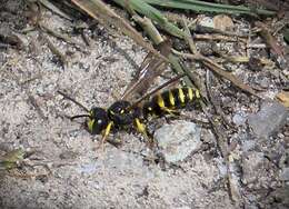 Cerceris arenaria (Linnaeus 1758) resmi