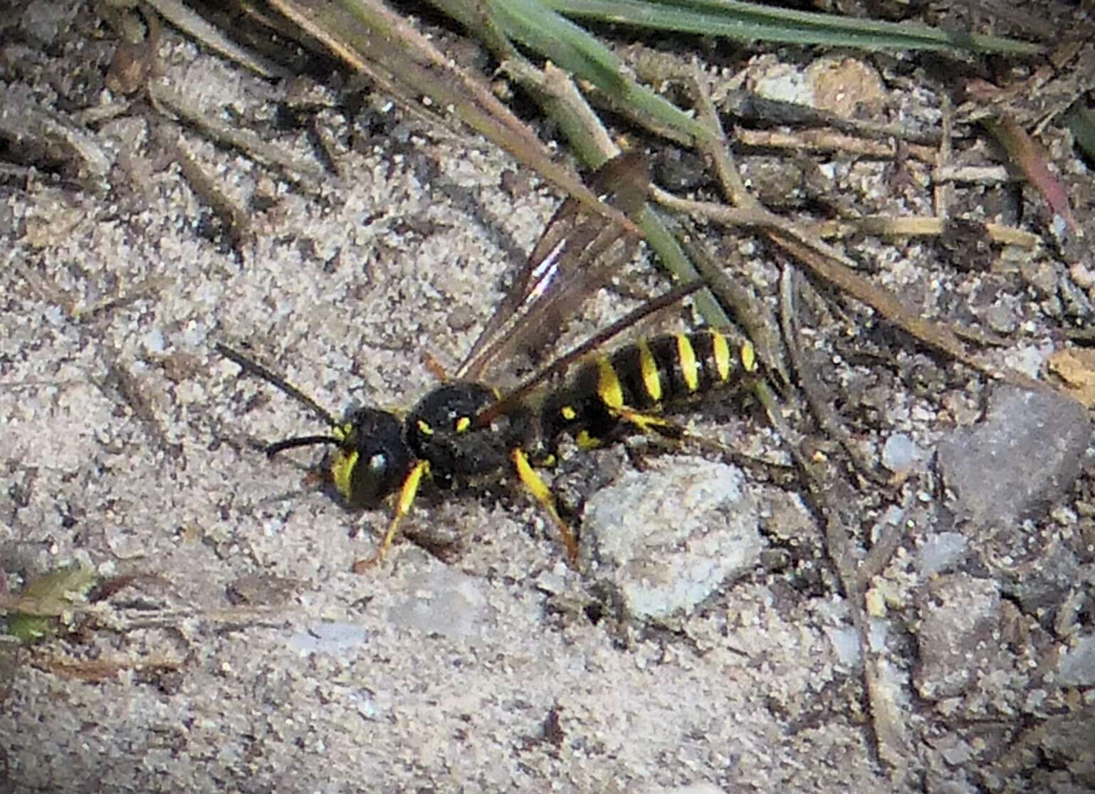 Cerceris arenaria (Linnaeus 1758) resmi