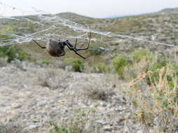 Image of Latrodectus lilianae Melic 2000