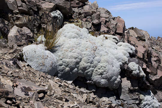 Image of Vegetable sheep