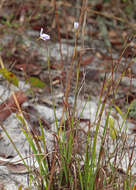 Image of jeweled blue-eyed grass