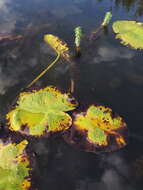 Image of Mare's Tail