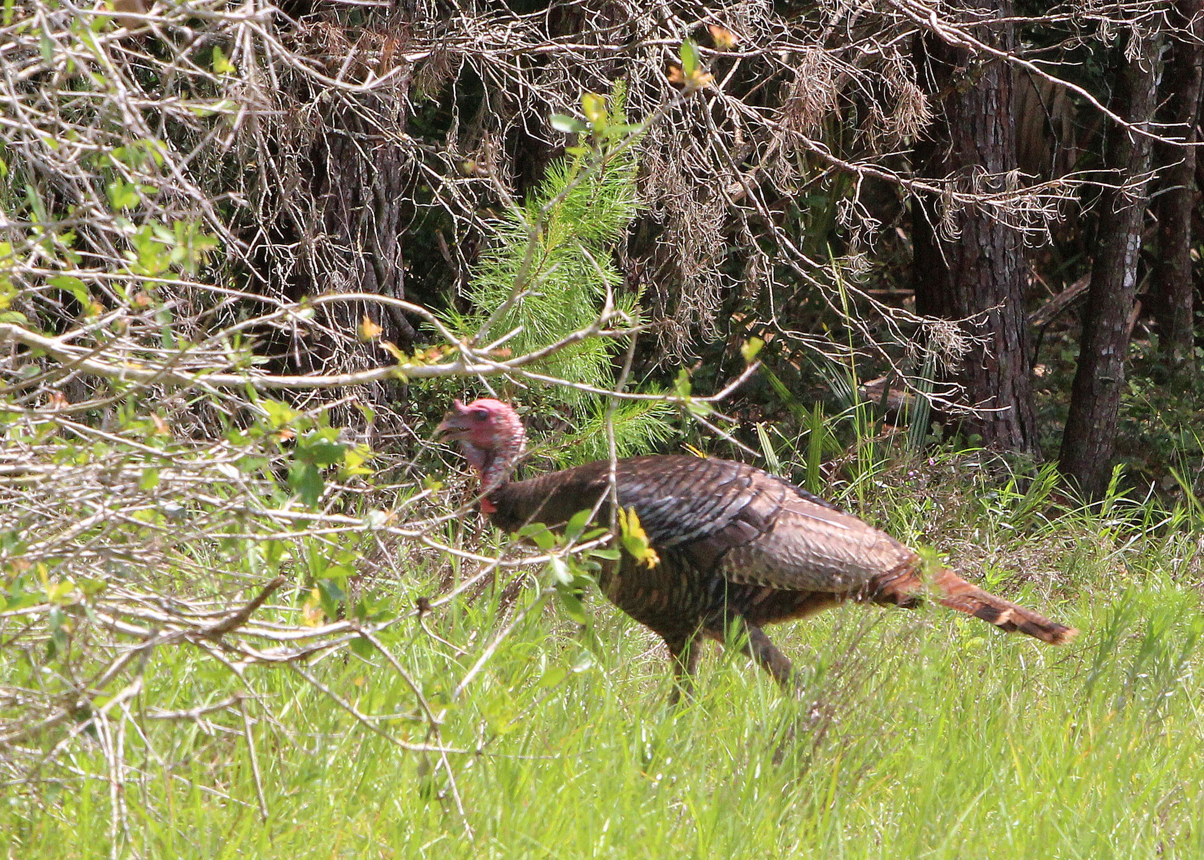 Imagem de Meleagris gallopavo Linnaeus 1758