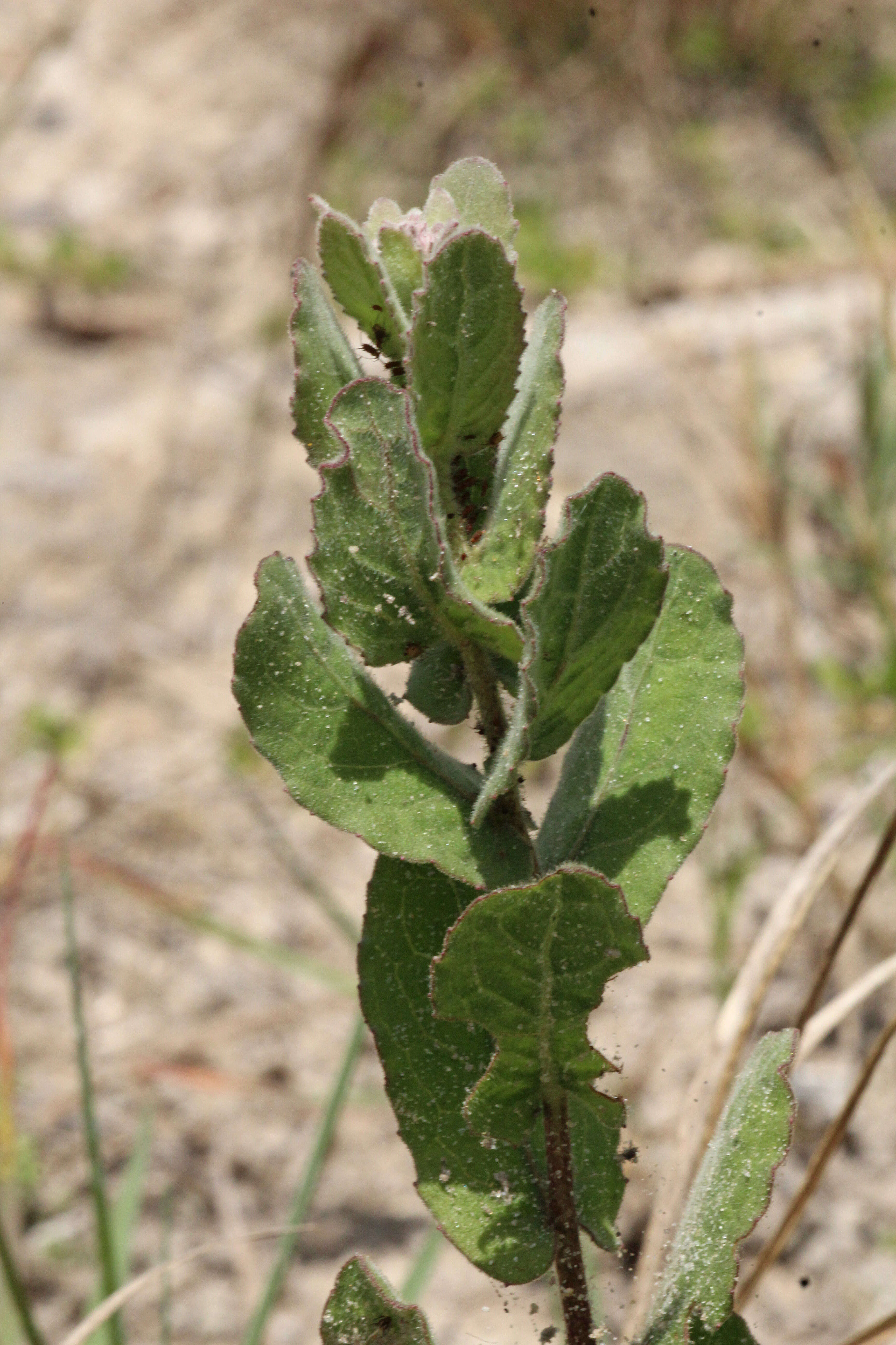 Pluchea baccharis (Mill.) Pruski resmi