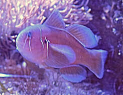 Image of Lemon coralgoby