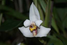 Image of Maxillaria lehmannii Rchb. fil.