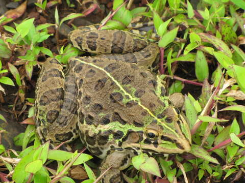 Image of Bull Frog