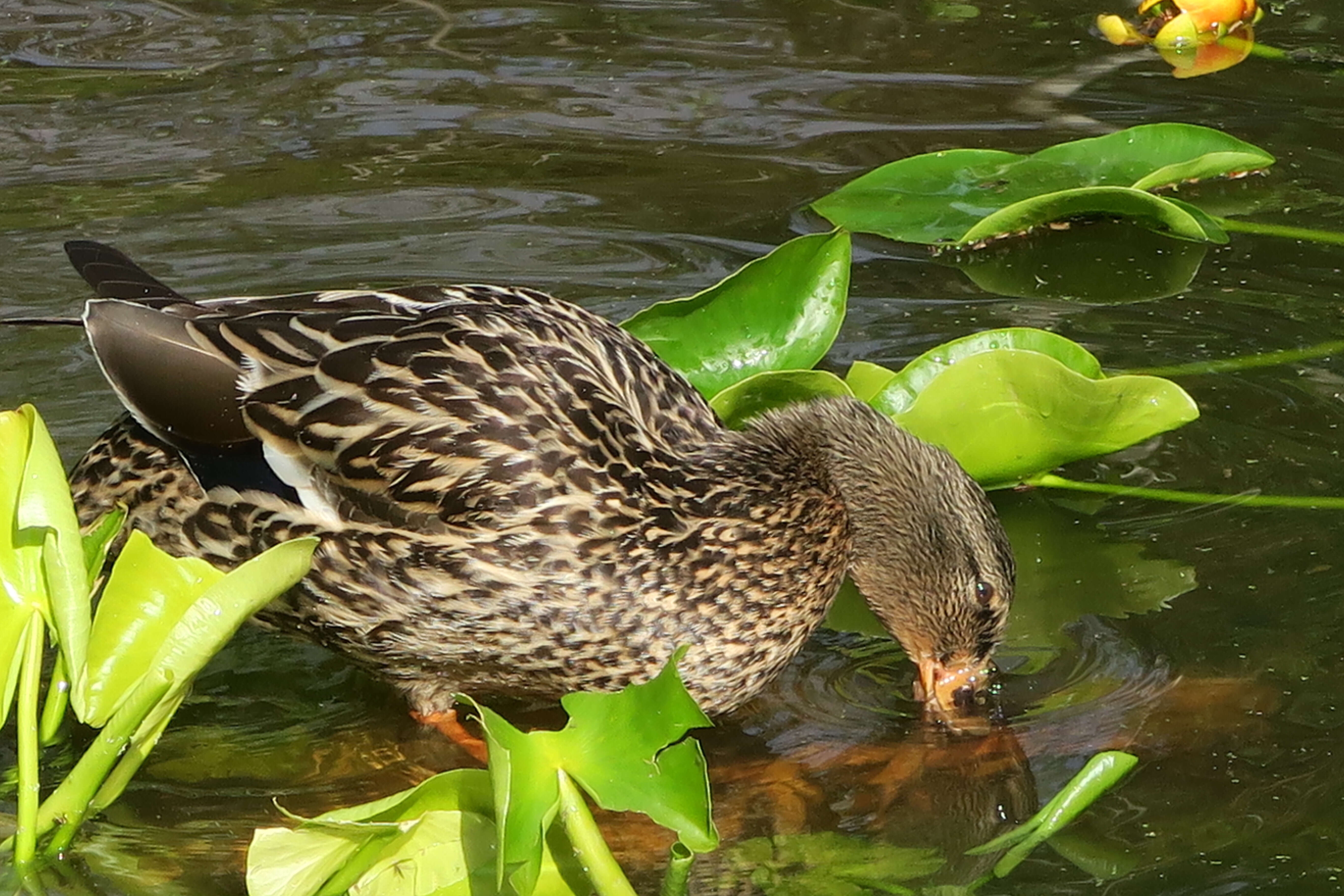 Image of Common Mallard